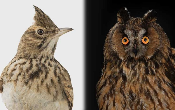 Азербайджанцы оказались самыми ранними птицами по генетическим данным