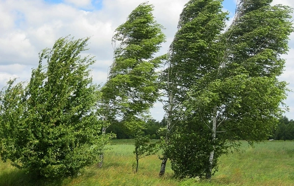 FHN gözlənilən küləkli hava şəraiti ilə əlaqədar əhaliyə müraciət edib