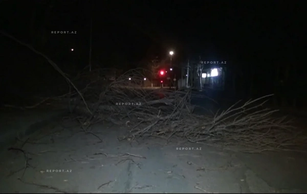 Güclü külək Mingəçevirdə fəsadlar törədib, bir neçə ağac aşıb