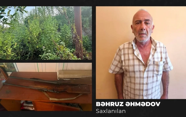 Göyçayda narkotik tərkibli bitkilər yetişdirən şəxs saxlanılıb