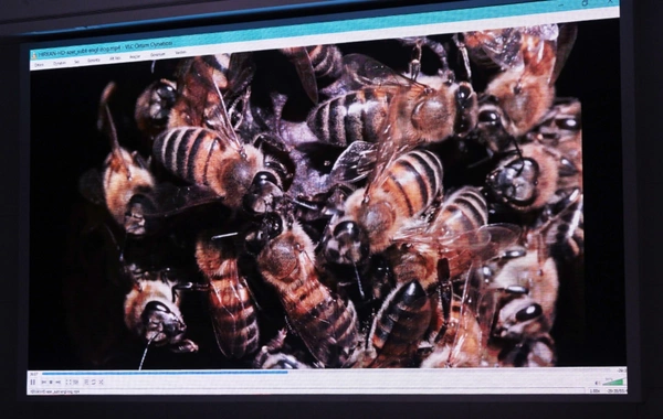 Leyla Əliyeva "Hirkan" sənədli filminin təqdimatında iştirak edib