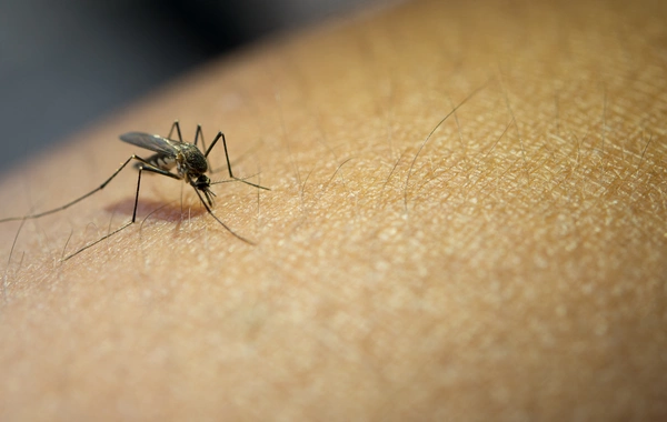 By what characteristics do mosquitoes choose their victims and why?