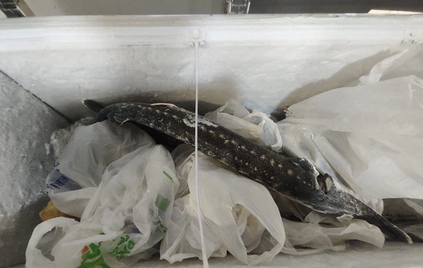 "Dağlılar Balıq" restoranının fəaliyyəti məhdudlaşdırıldı - SƏBƏB