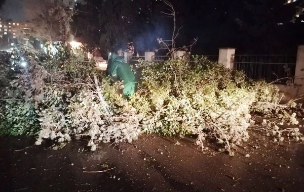 Bakıda güclü külək 78 ağacı aşırdı, 40 ağacın budaqları qırıldı