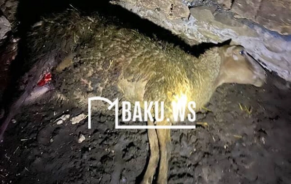 "Evlər meşələrə yaxın tikilib" - Ayıların kəndlərə hücumu ilə bağlı RƏSMİ AÇIQLAMA