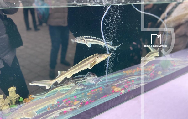 Neftçalada rayonunda I Balıq Festivalı keçirilib