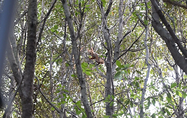 Leyla Əliyeva Mərkəzi Nəbatat bağında uşaqlar üçün təşkil olunan tədbirdə iştirak edib