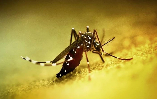 New outbreak of chikungunya fever in China: more than 8000 cases in Guangdong, state of emergency declared
