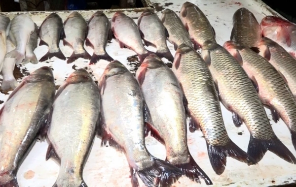 Bakıdakı bazarlardan birində balıq kürüsü satışında ciddi nöqsanlar aşkarlanıb