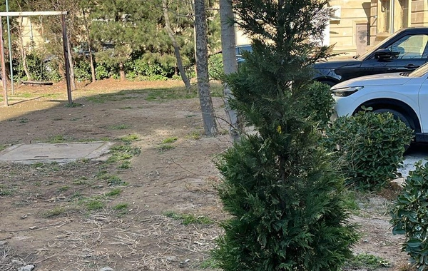 Kəsilmiş ağacın əvəzinə yeni ağac əkilib və üzərinə identifikasiya etiketi vurulub