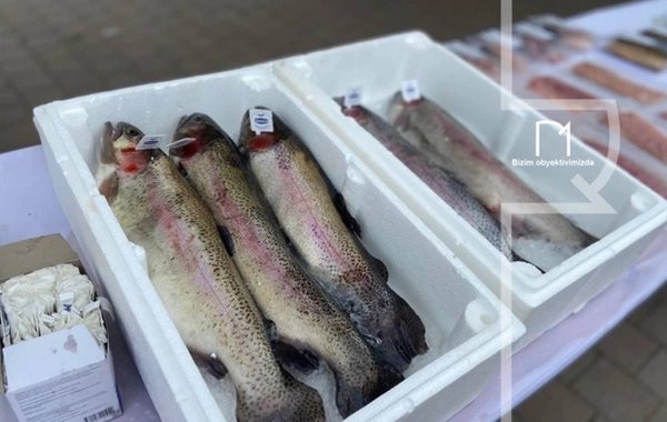 Nərə və kütümün sayı çoxalacaq? - RƏSMİ AÇIQLAMA