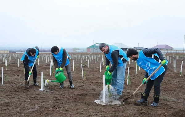 IDEA Şəki və Qəbələdə kütləvi ağacəkmə aksiyası təşkil edib