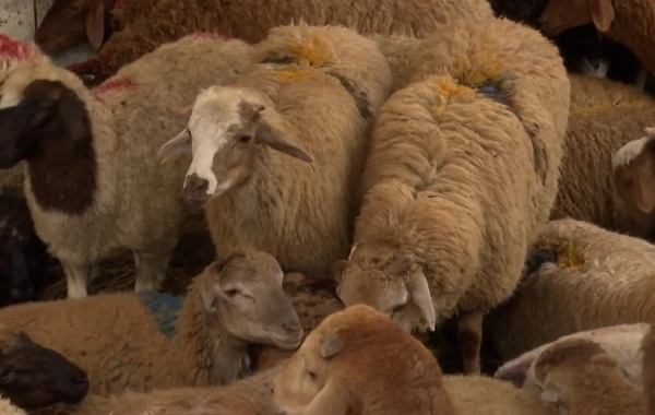 Qurban bayramı ərəfəsində heyvan bazarnda SON VƏZİYYƏT