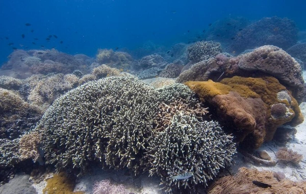 How global warming is destroying the Pacific Ocean ecosystem