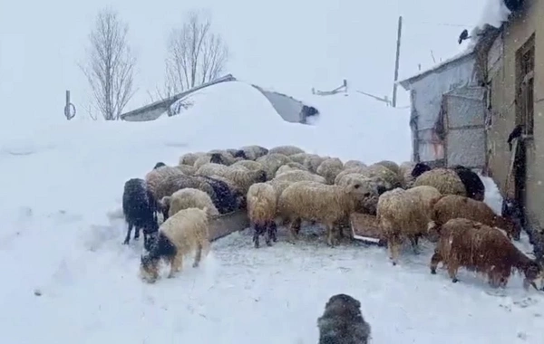 Apreldə Türkiyəyə yağan qarın hündürlüyü hamını təəccübləndirdi