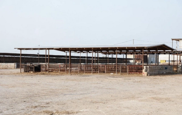 Heyvan bazarlarında yenidənqurma işləri sürətləndirilib – AQTA məlumat yaydı