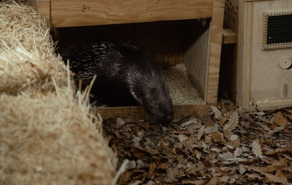 Leyla Əliyeva, Arzu Əliyeva və Alena Əliyeva Lənkəranda ekoloji aksiyalarda iştirak ediblər