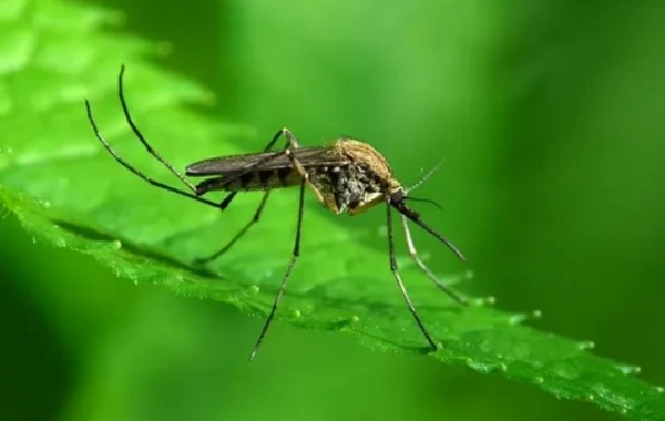 Humanity is under threat due to the discovery of mosquitoes in Iceland