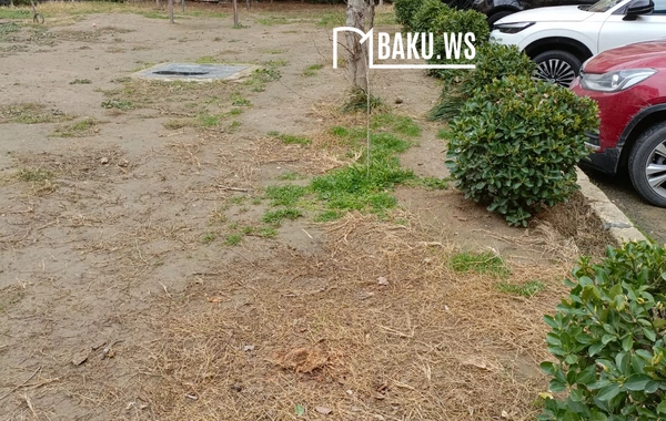 Bakıda 10 metrlik ağac bir gecədə "yoxa çıxarıldı"