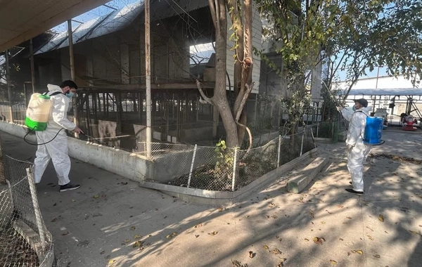 Restoranda qanunsuz saxlanılan heyvanlar xilas edilib