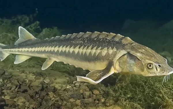 Xəzəryanı ölkələr nərə balığının ovuna qoyulmuş qadağanı 2026-cı ilə qədər uzadıblar