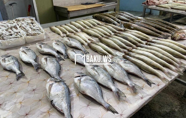 Bakıda balıq yarmarkası fəaliyyətə başladı