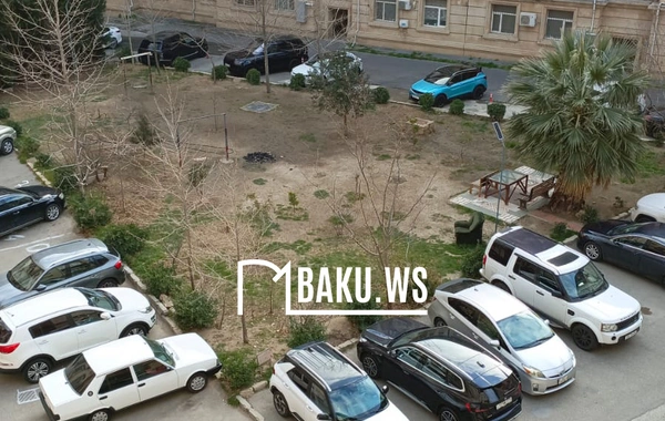 Bakıda 10 metrlik ağac bir gecədə "yoxa çıxarıldı"