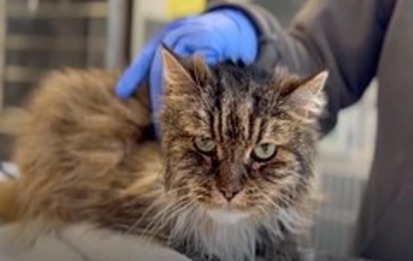 Miraculous Rescue: 12-year-old Cat Survives Fall from Great Height