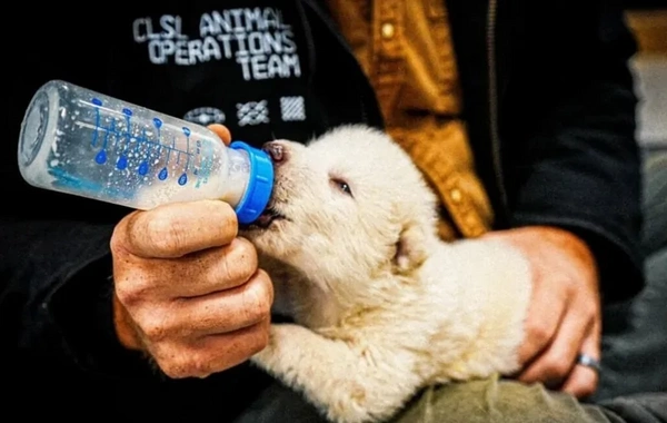 Return from Oblivion: Direwolves from Game of Thrones Are Among Us Again
