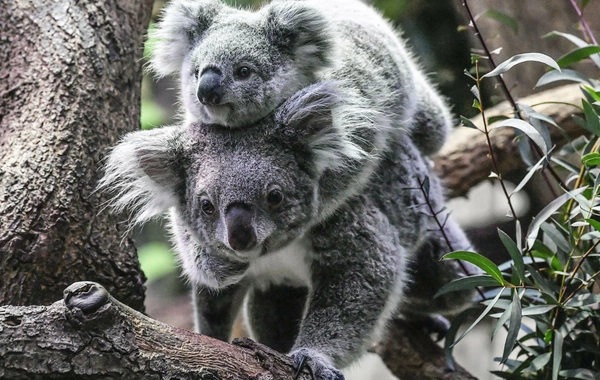 Avstraliyada koala böhranı, evkalipt meşələri sürətlə məhv olur