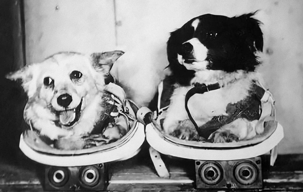 65 years ago, the USSR launched Belka and Strelka into space. How did this save Gagarin's life?