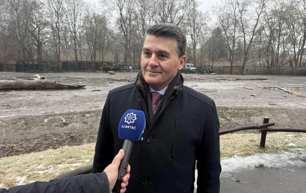 Almaniyadan Azərbaycana 18 zubr yola salınıb