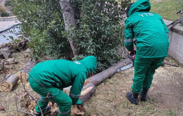 Güclü külək Bakıda 37 ağacı sındırıb