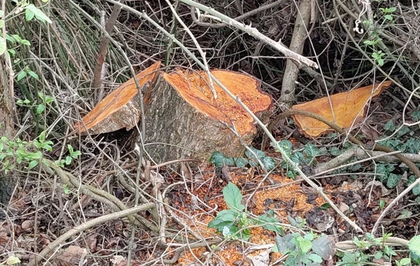 Oğuzda 30 ədəd qızılağac kəsilib, şübhəli şəxs saxlanılıb