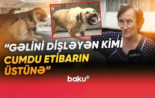 Sakinlərin kabusuna çevrilən küçə itləri dəhşət saçır: 100-dən çox insan xəstəxanalıq olub