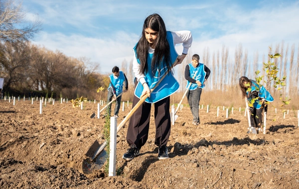 İDEA Sabirabad və Cəlilabad rayonlarında kütləvi ağacəkmə aksiyaları təşkil edib