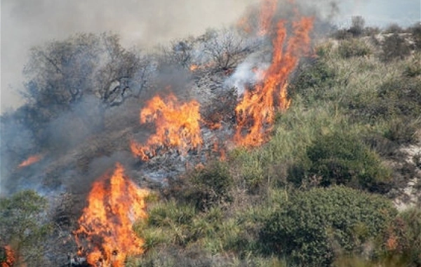 Ağdərədə meşə ərazisində yanğın olub