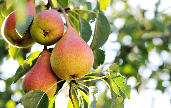 Pear peel can reduce intestinal inflammation, scientists found