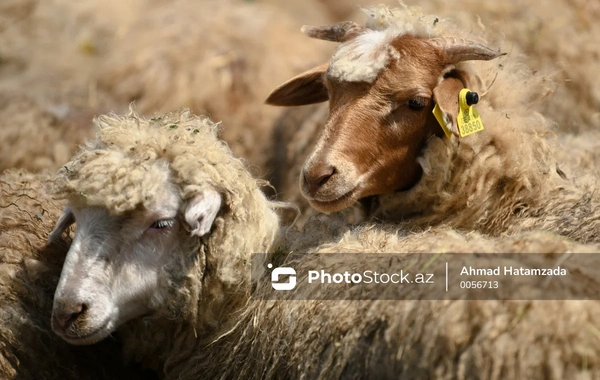Tələblərə cavab verməyən heyvanlar satış zonasına buraxılmayacaq
