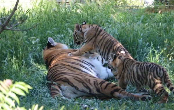 Bakı Zooloji Parkında Amur pələngi balaları dünyaya gəlib