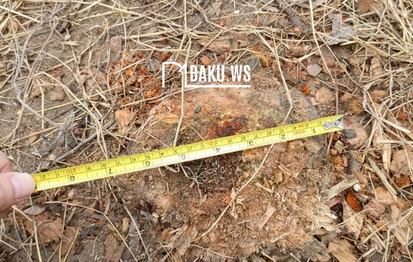 Bakıda 10 metrlik ağac bir gecədə "yoxa çıxarıldı"