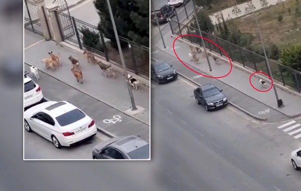 Bakıda məktəbin qarşısında sahibsiz küçə itləri qorxu yaratdı