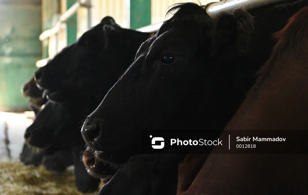 Naxçıvanda dabaq xəstəliyi yayılıb? - Rəsmi AÇIQLAMA