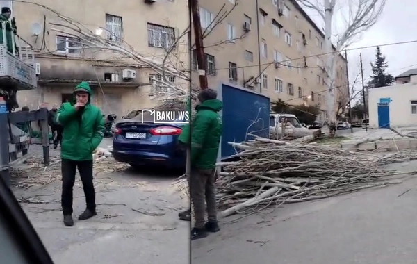 Biləcəridə külək ağacı avtomobilin üzərinə aşırdı