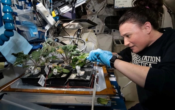 NASA-nın kosmosda yetişdirdiyi kahıda qida çatışmazlığı aşkarlandı