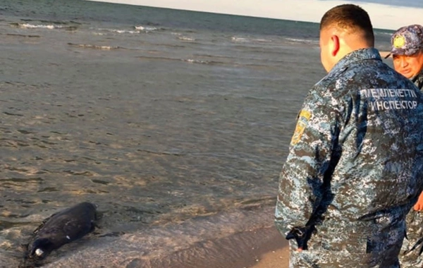 На побережье Каспийского моря снова зафиксировали гибель тюленей