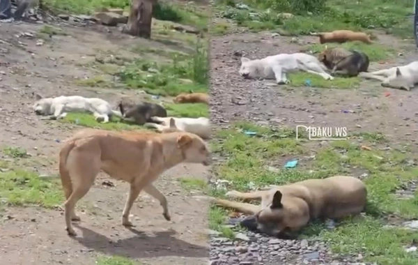 Nərimanovda sahibsiz itlər QORXU SAÇDI - Sakinlər küçəyə çıxa bilmirlər