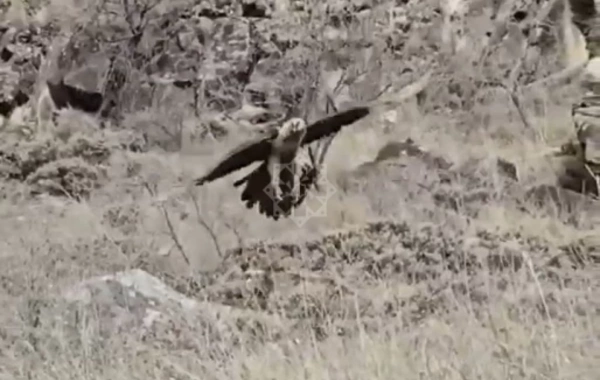 Хищная птица бородач замечена в Лачыне