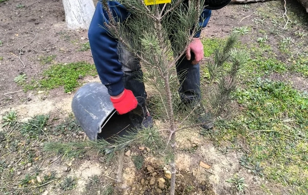 Elmi Cərrahiyyə Mərkəzi: Kəsilən ağaclar quru və qəzalı vəziyyətdə olub