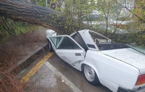 Bakıda ağac maşının üzərinə aşdı